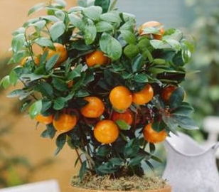 家里养什么绿植好 这些绿植好养又好看,养在家里能招财旺宅