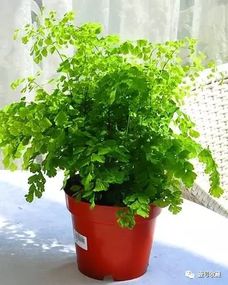这15种植物放家里,胜过空气净化器