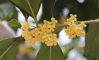 家里为什么不能种桂花 桂花养在家里风水好吗