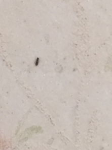 墙纸上忽然出现满强密密麻麻的小虫,这是什么虫