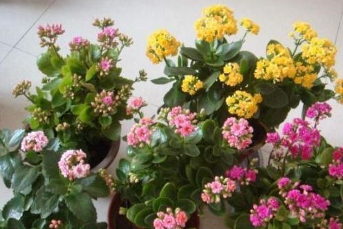 长寿花只长叶 关 进小黑屋,埋点 它 到花盆中,花苞呼呼窜