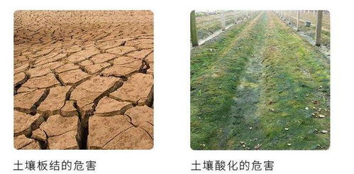 设施菜地土壤改良的重要性及改良技术