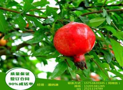 8年的石榴树有多粗、八年的石榴树苗能长多高