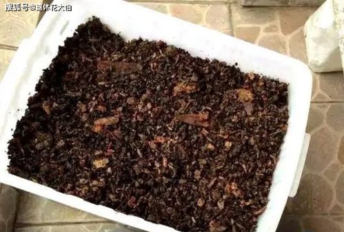 养花肥料不用买,自制 3种 肥料,植株开花更多更艳