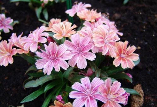 这3种花肥别嫌 脏 ,花土里埋一点,不怕养花养不好