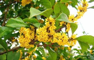 桂花树移栽后大量落叶还能活吗;桂花树十大禁忌