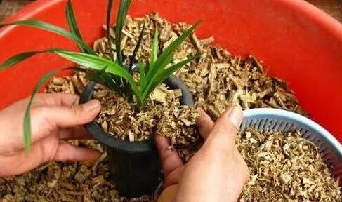 家居养花 废弃的锯末要这样使用,使用不当百害无一利