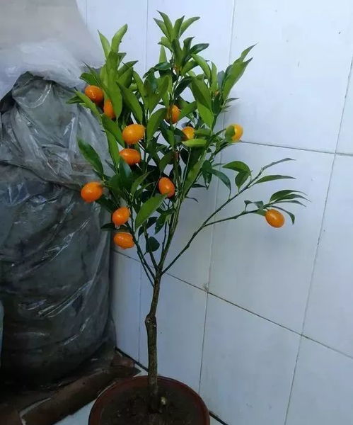 4种盆栽水果,天冷照样结果,阳台养2盆,好看又好吃 腾讯新闻