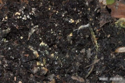 花土里有白色的 特别小的虫子怎么办 3个步骤一套解决