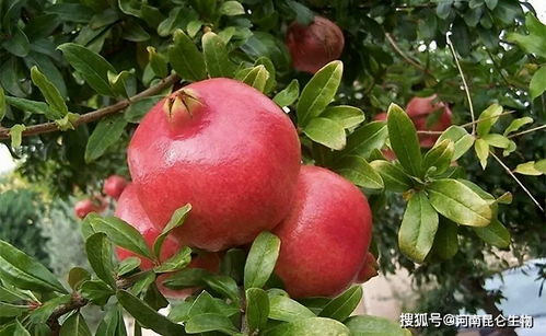 石榴什么时候打膨大剂 石榴用什么肥长势旺 石榴膨果用什么肥料