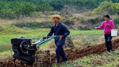 这群种地的农民,被武警全天保护,种的东西不愁卖却没人 敢买