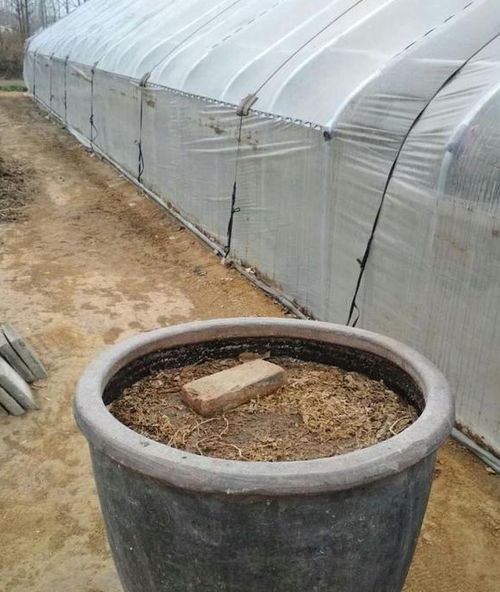 养花不买土,自己在家制作营养土,用这个养花,开花到爆