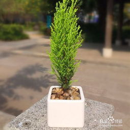 香松盆栽怎么养