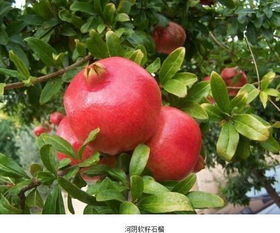 好的石榴树的苗种植的关键有什么