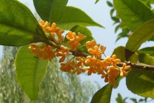 广州桂花厂家种植直销价格多少钱