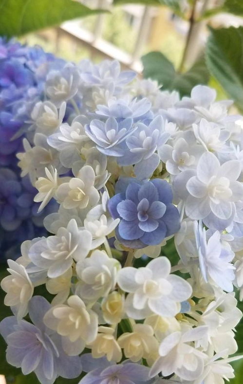 为什么移植花草带些土-为什么移栽植物时一般要