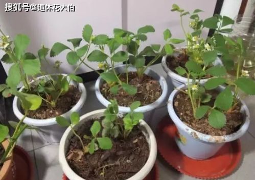 陶粒可以代替土养花吗-陶粒可以用来养花吗