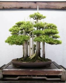 世界上最美的22个盆景 你见过几个