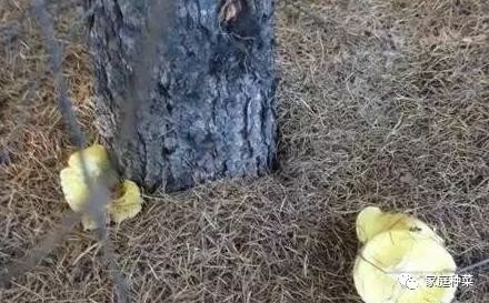教你怎么在家自制营养土 