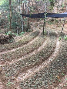 现在哪里有诚心收购竹林下种植的金线莲 我们基地不是大棚种植,纯天然,吃阳光喝雨露长大