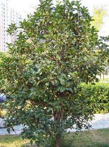 桂花树常见病症图解、桂花树最怕什么死得快