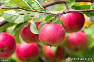 如何种出好苹果 苹果树管理需注意八促八控