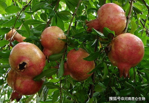 石榴保花保果肥怎么施 石榴怎么施肥又大又甜 石榴膨果叶面追肥用什么好