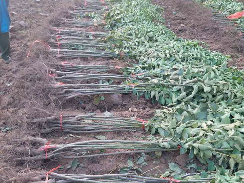 种植核桃报价 厂家 