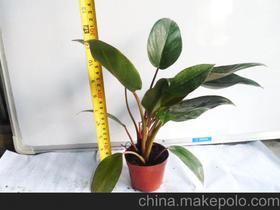 种花盆小价格 种花盆小批发 种花盆小厂家