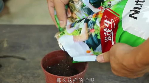 教你如何正确使用营养土,不然会导致浇不透水