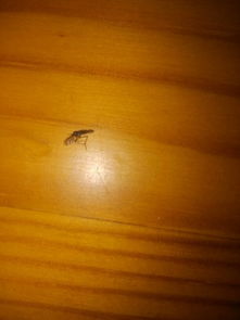 家里好多这样的黑色小虫子 不超过5mm 绕人飞 是什么虫子啊 有什么解决方法吗 机智的大家帮帮 