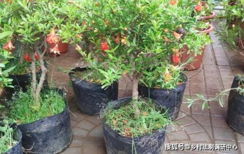 盆栽石榴的种植方法