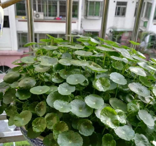 种花土用开水烫一下好不好、种花的土需要先晒