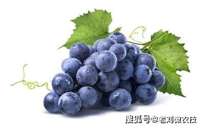 葡萄收益可观,果农们要记住,这几个坑不要踩
