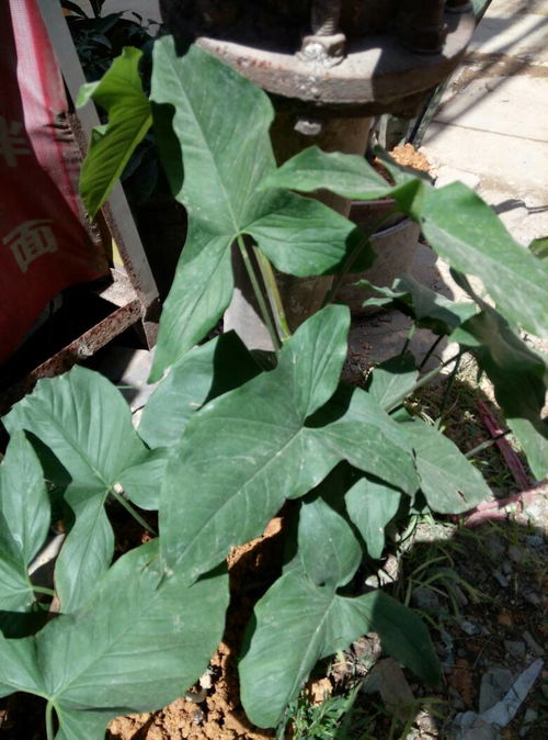 大家帮忙看看这是什么植物 是天南星科哪一种