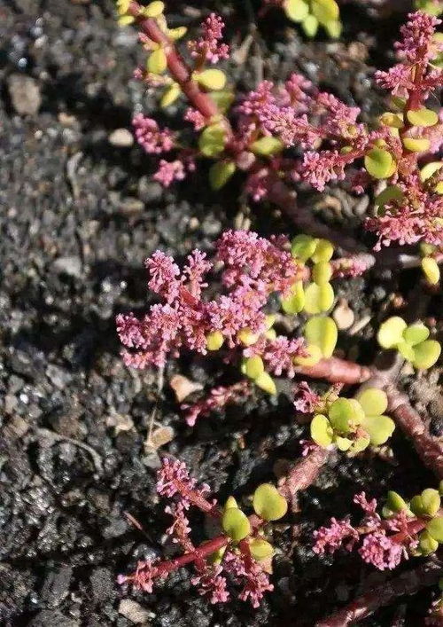 金枝玉叶不开花 那是没养对,做好3件事,花开满树,美腻的很