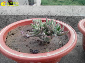 多肉土能种其他植物吗、种植多肉的土可以种植