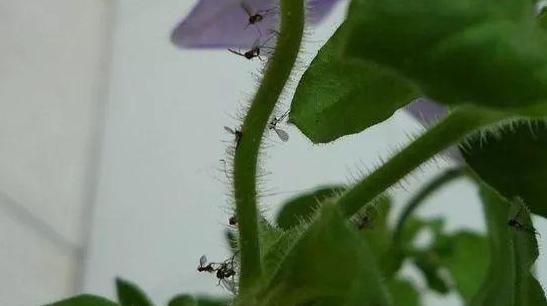 夏季花草招来一波又一波害虫,该怎么解决 学这5招,花友受益