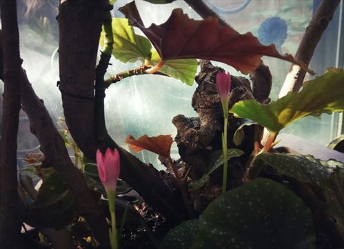 花土里有白色的 特别小的虫子怎么办 3个步骤一套解决