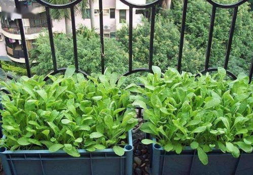 在家里种菜,记住 3点 ,长势喜人,时常有收获