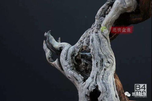 葡萄老桩盆景制作方法,葡萄树老桩怎么盆栽