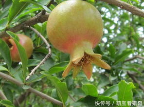 农民想在院子里种树可得注意,最好种植石榴树,其它树别轻易乱种
