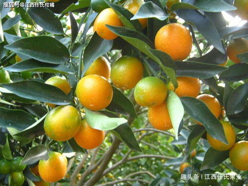 脆皮金桔怎么养家庭养法