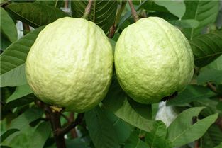 这5种果子,盆里都能种出来 还花钱买呢