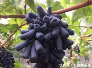种蓝宝石葡萄用什么土好、蓝宝石葡萄种植