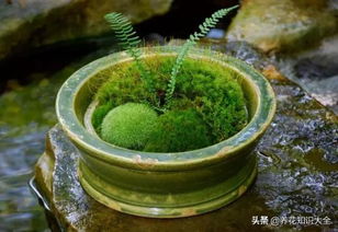 在花盆里养一些苔藓,轻松制作精致的植物盆景