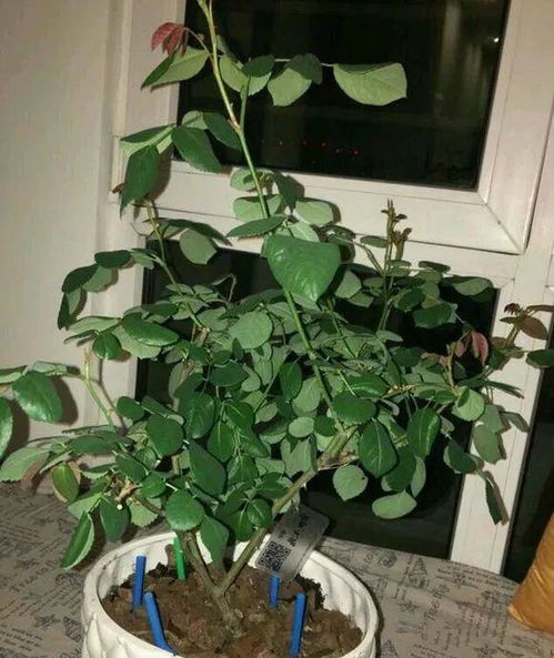 盆土板结别着急,插根吸管倒点酒,松软又透气