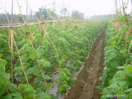 豆角如何正确浇水 抓住这3个时期,种的豆角产量高长得旺