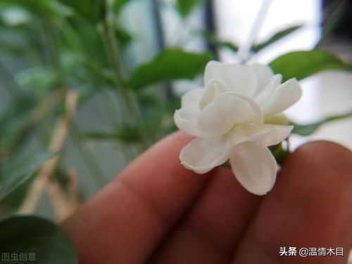 买回来的用黄泥土栽培的花不狠心处理,只能让你高兴一阵子