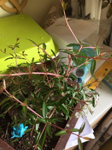 石榴盆栽如何修剪